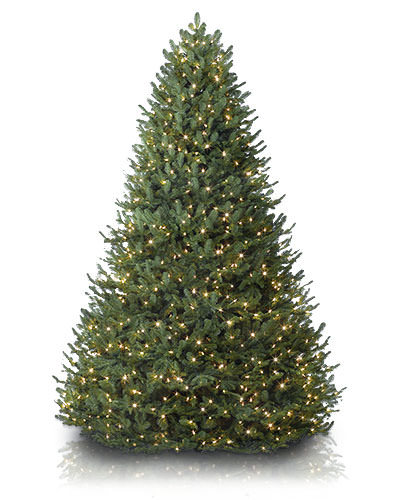 fresh cut christmas trees fresh cut christmas trees