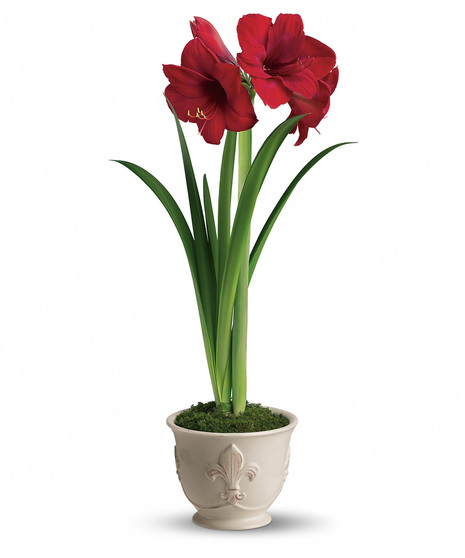 Merry Amaryllis