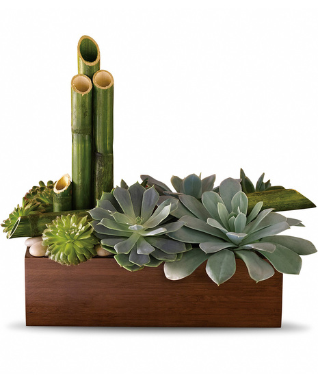 Plants