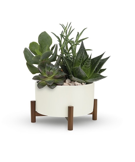 Green Plants